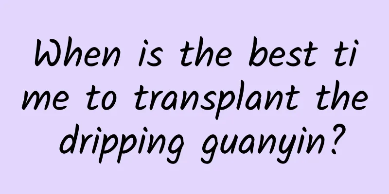 When is the best time to transplant the dripping guanyin?