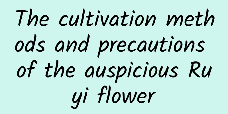The cultivation methods and precautions of the auspicious Ruyi flower