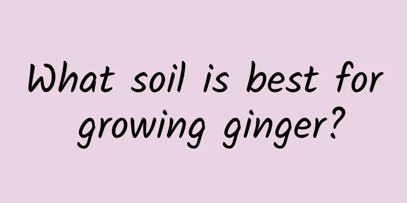 What soil is best for growing ginger?