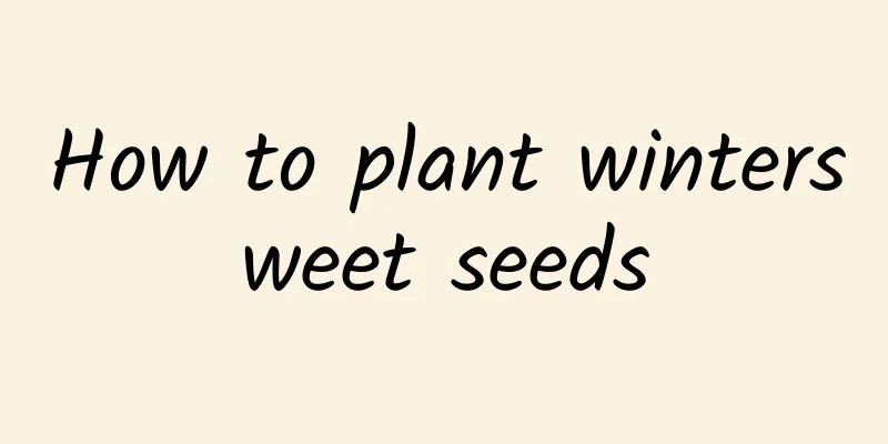 How to plant wintersweet seeds