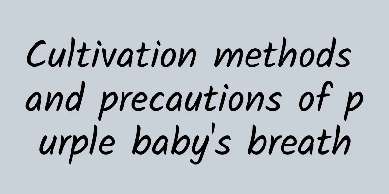 Cultivation methods and precautions of purple baby's breath
