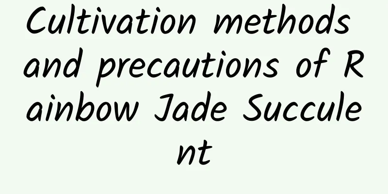 Cultivation methods and precautions of Rainbow Jade Succulent
