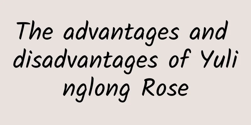 The advantages and disadvantages of Yulinglong Rose