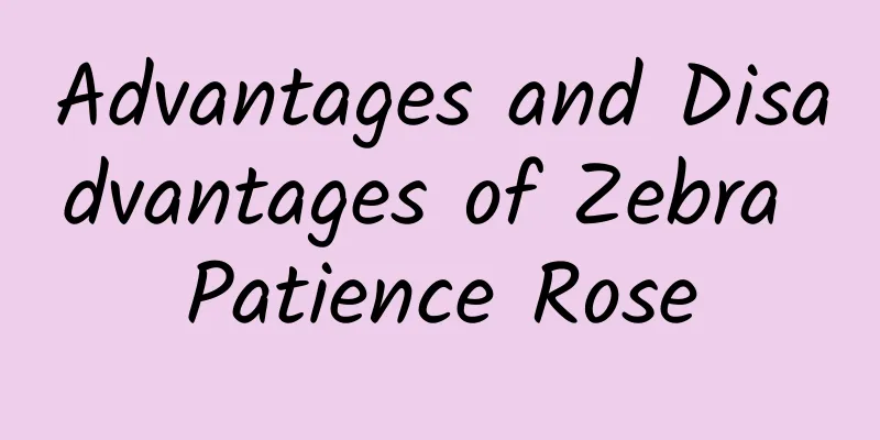 Advantages and Disadvantages of Zebra Patience Rose
