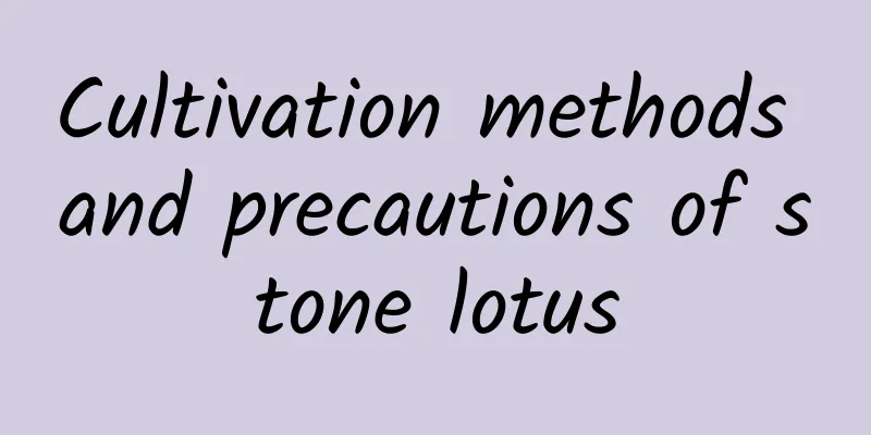 Cultivation methods and precautions of stone lotus