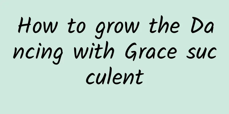 How to grow the Dancing with Grace succulent