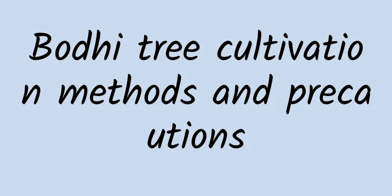 Bodhi tree cultivation methods and precautions
