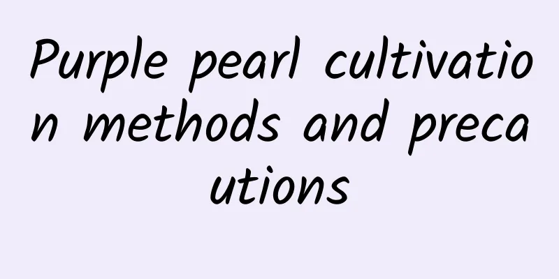 Purple pearl cultivation methods and precautions