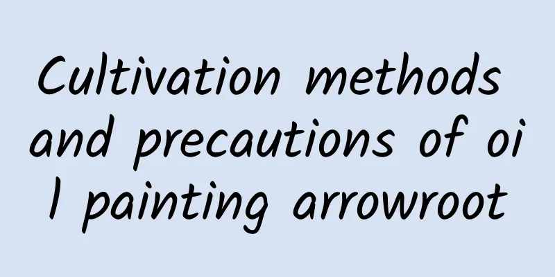 Cultivation methods and precautions of oil painting arrowroot