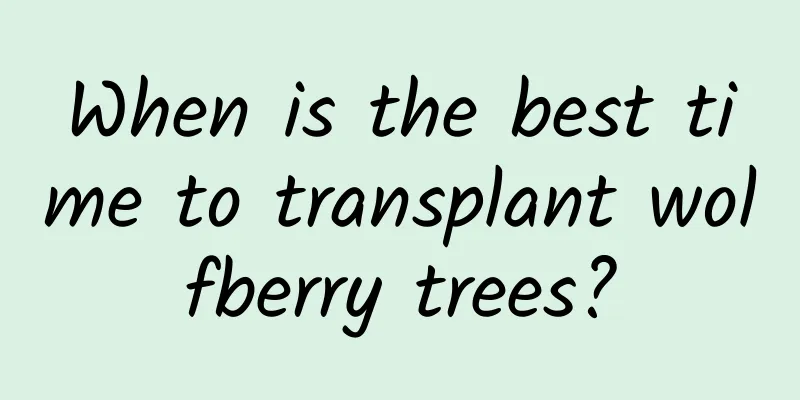 When is the best time to transplant wolfberry trees?