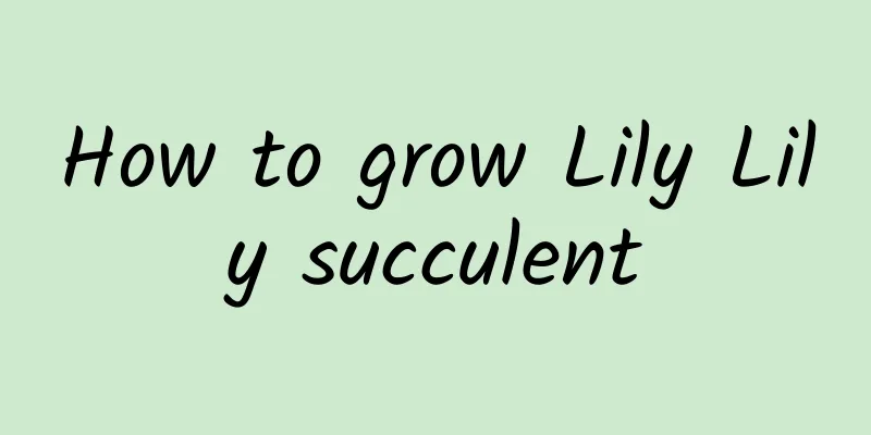 How to grow Lily Lily succulent