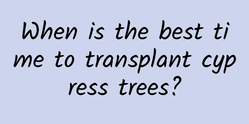 When is the best time to transplant cypress trees?