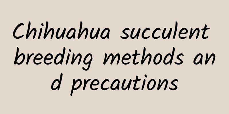 Chihuahua succulent breeding methods and precautions