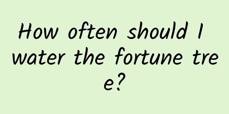 How often should I water the fortune tree?
