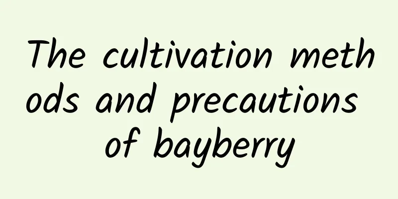 The cultivation methods and precautions of bayberry