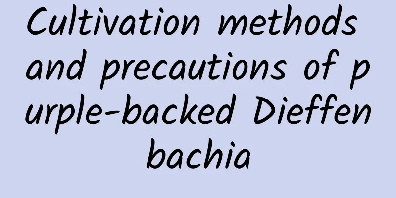 Cultivation methods and precautions of purple-backed Dieffenbachia