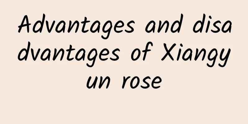 Advantages and disadvantages of Xiangyun rose