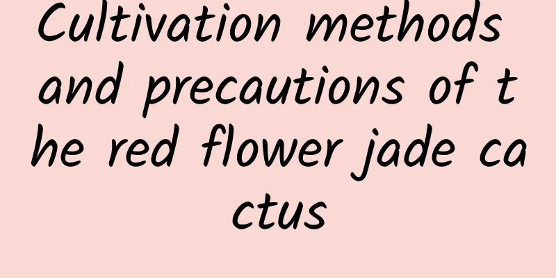 Cultivation methods and precautions of the red flower jade cactus