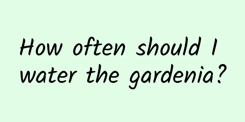 How often should I water the gardenia?