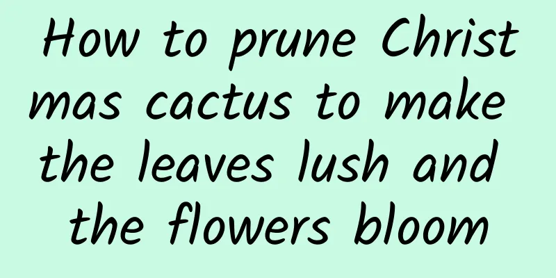 How to prune Christmas cactus to make the leaves lush and the flowers bloom