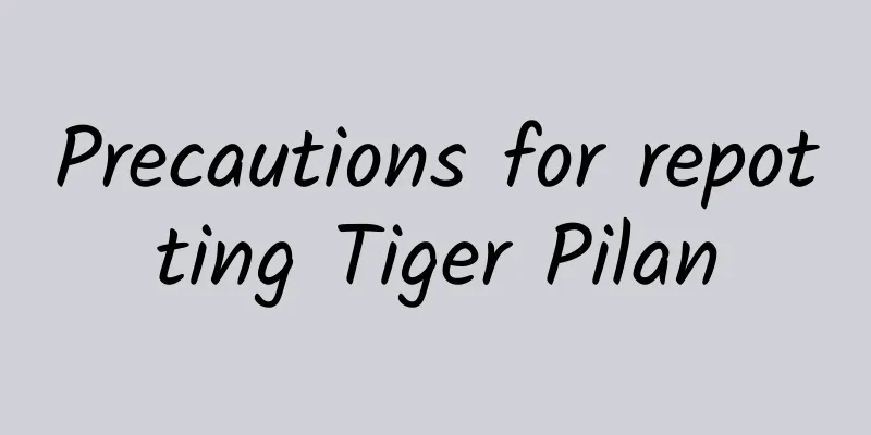 Precautions for repotting Tiger Pilan