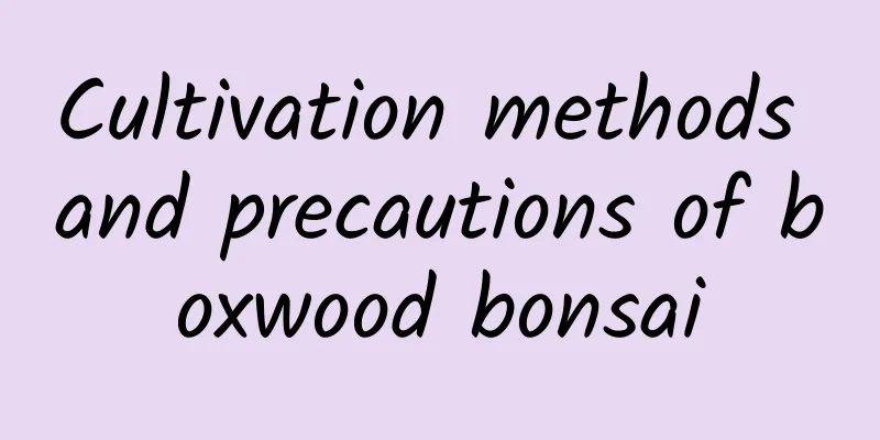 Cultivation methods and precautions of boxwood bonsai