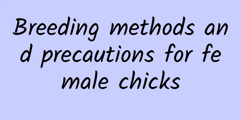 Breeding methods and precautions for female chicks