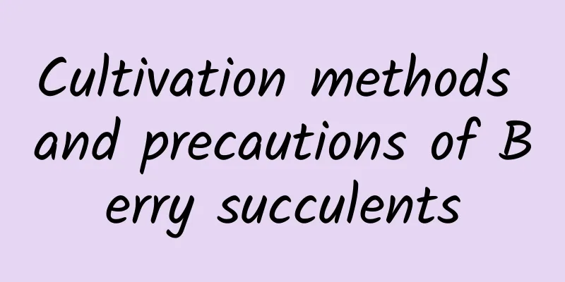 Cultivation methods and precautions of Berry succulents