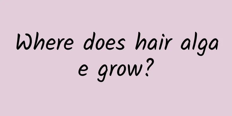 Where does hair algae grow?