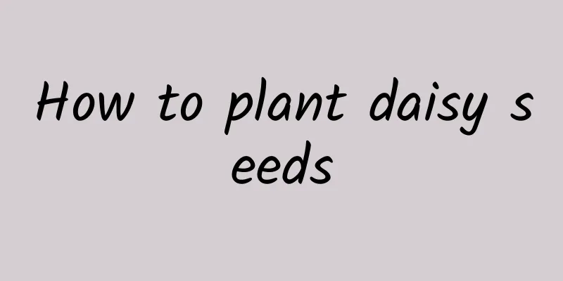 How to plant daisy seeds