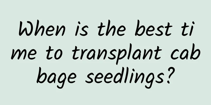 When is the best time to transplant cabbage seedlings?