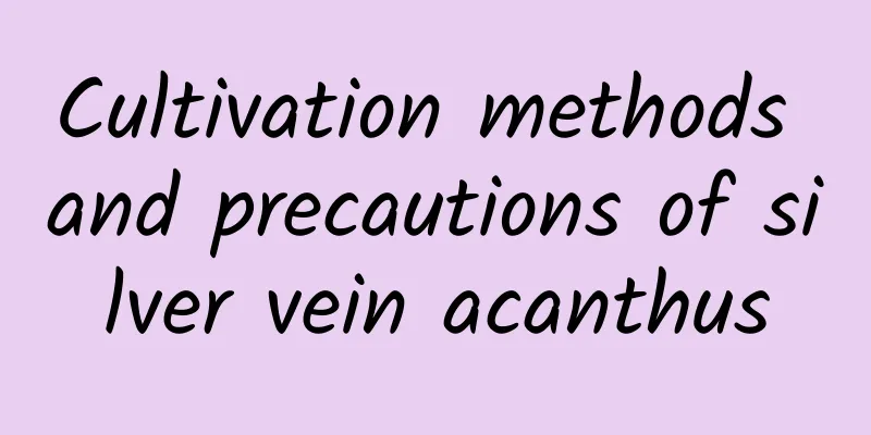 Cultivation methods and precautions of silver vein acanthus