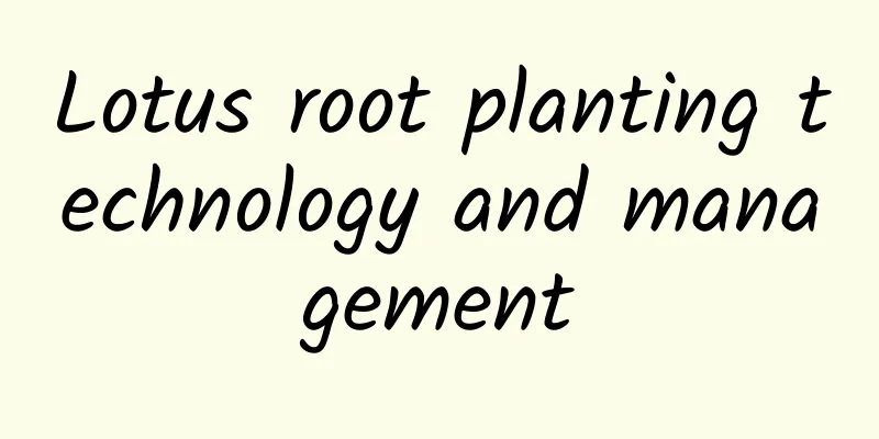 Lotus root planting technology and management