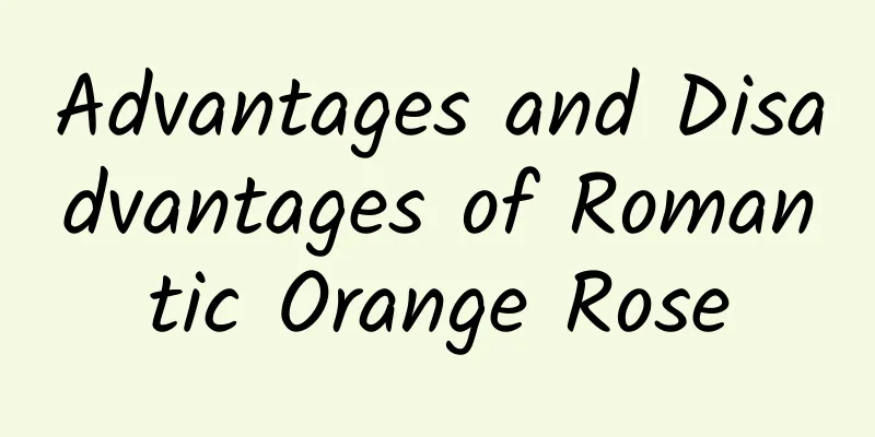 Advantages and Disadvantages of Romantic Orange Rose