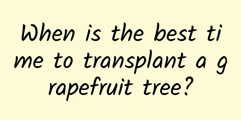When is the best time to transplant a grapefruit tree?