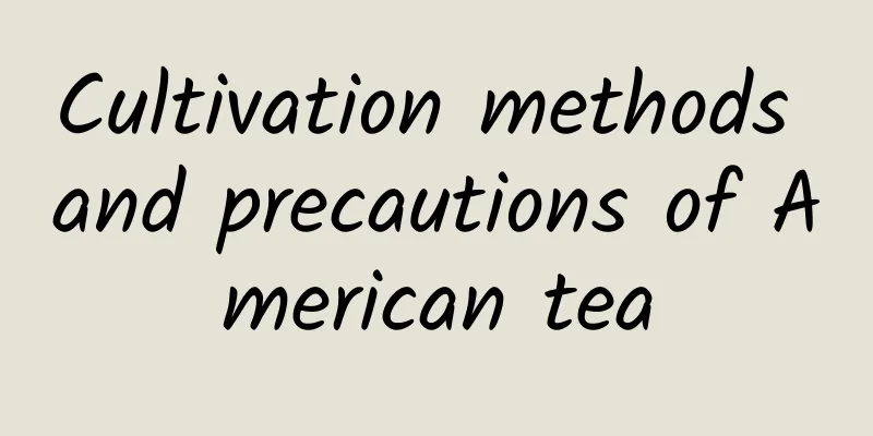Cultivation methods and precautions of American tea