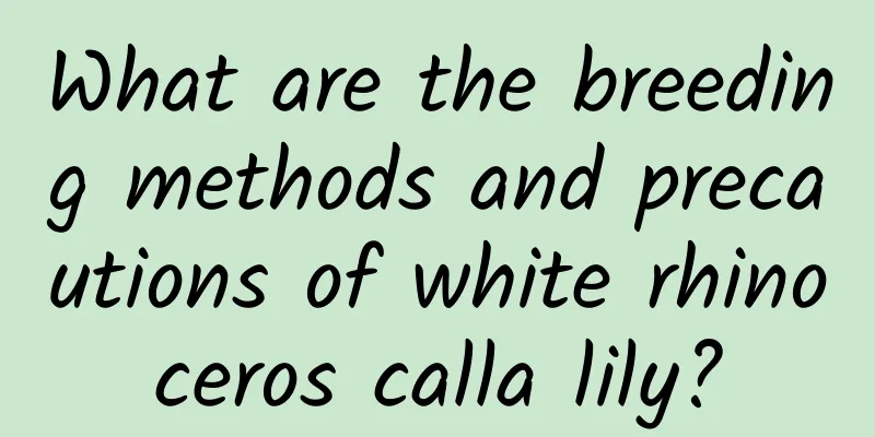 What are the breeding methods and precautions of white rhinoceros calla lily?