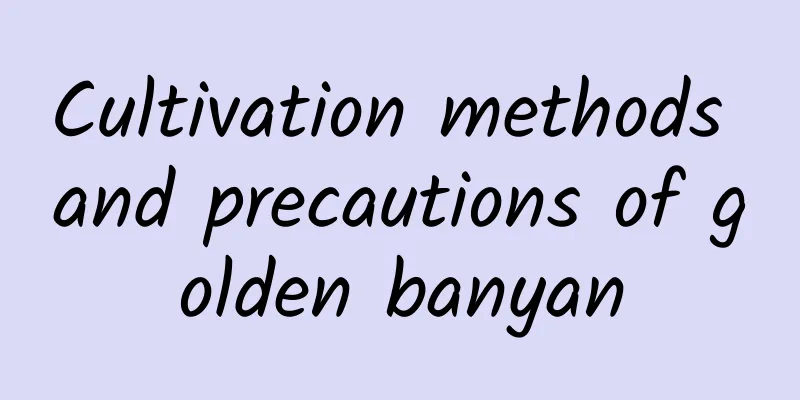 Cultivation methods and precautions of golden banyan