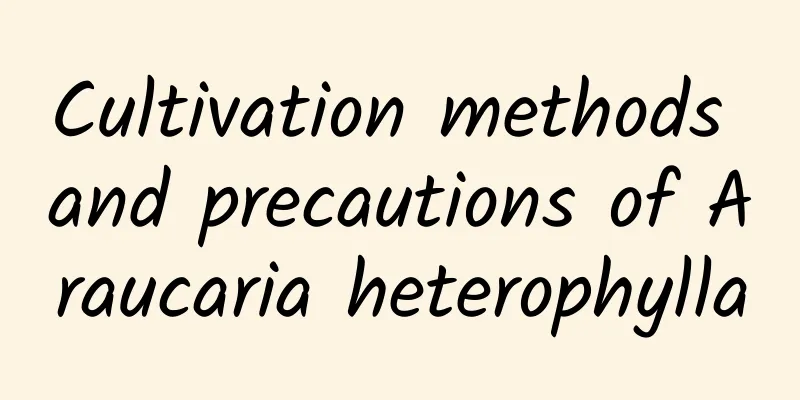 Cultivation methods and precautions of Araucaria heterophylla