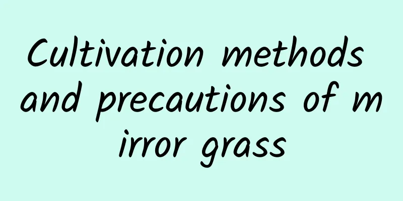 Cultivation methods and precautions of mirror grass