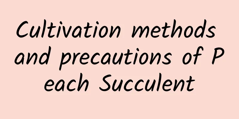 Cultivation methods and precautions of Peach Succulent