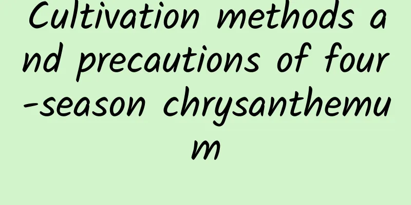 Cultivation methods and precautions of four-season chrysanthemum