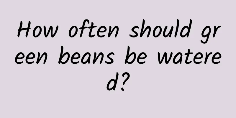 How often should green beans be watered?
