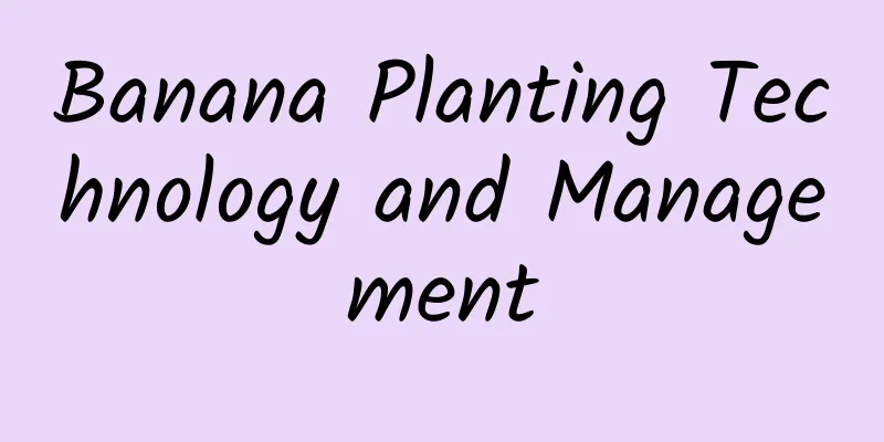 Banana Planting Technology and Management