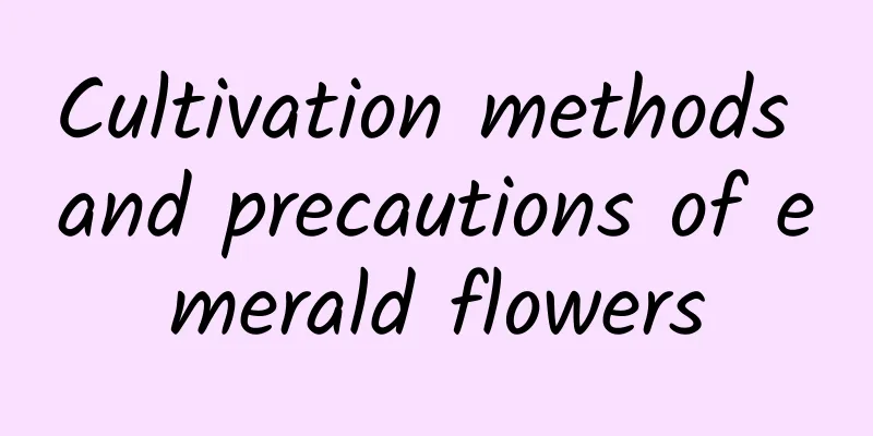 Cultivation methods and precautions of emerald flowers
