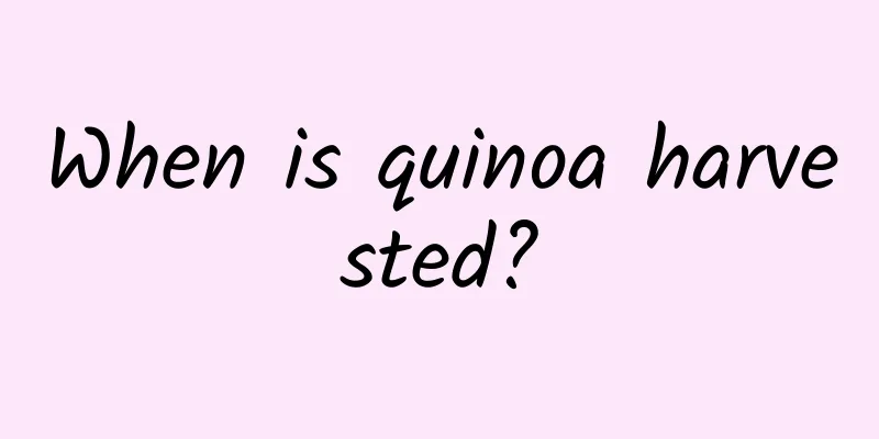 When is quinoa harvested?