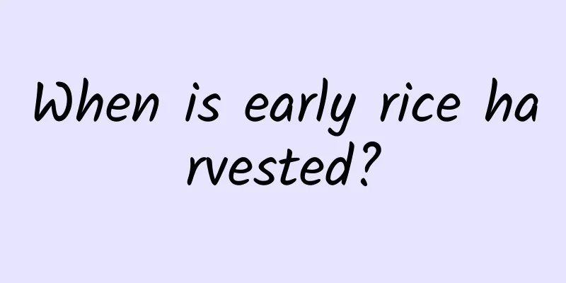 When is early rice harvested?