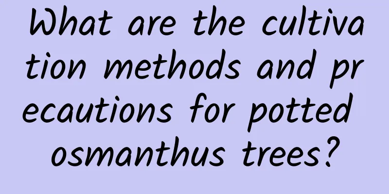 What are the cultivation methods and precautions for potted osmanthus trees?