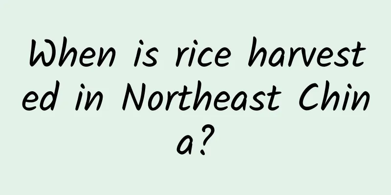 When is rice harvested in Northeast China?