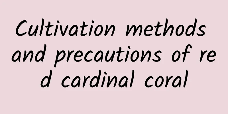 Cultivation methods and precautions of red cardinal coral